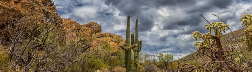 photo of saguaro cactus with cloudy sky