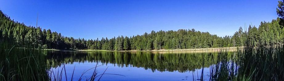 forest and lake 